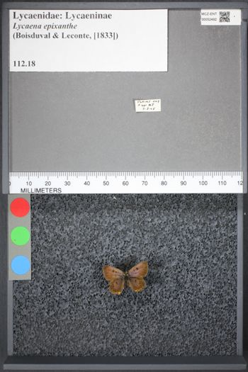 Media type: image;   Entomology 52492